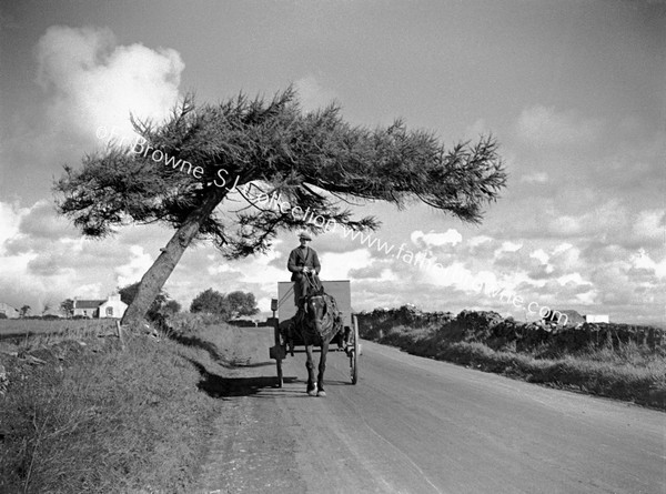 TREE OVER ROAD